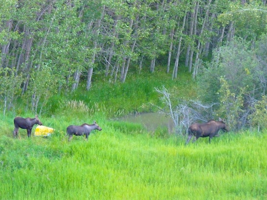 Moose near the pond