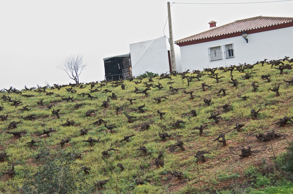Vineyard near Jerez