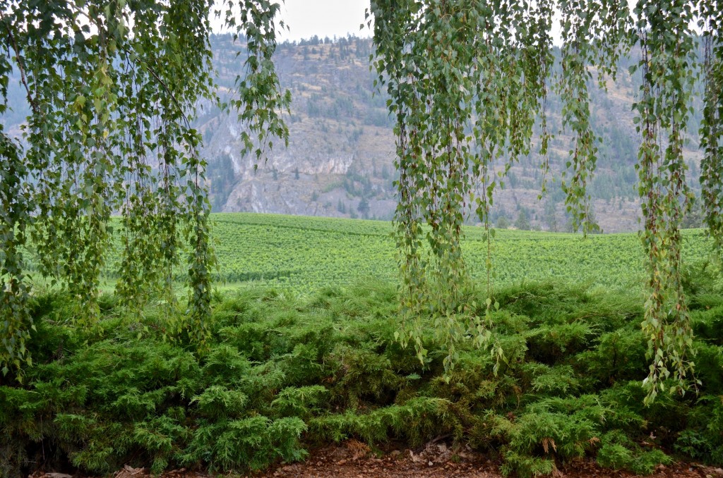 Okanagan vineyard (Blue Mountain)