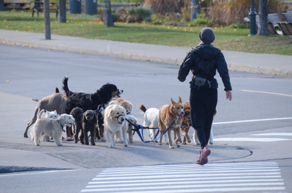 Doggie walker in Montreal