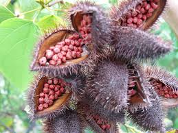 Annato fruit seeds