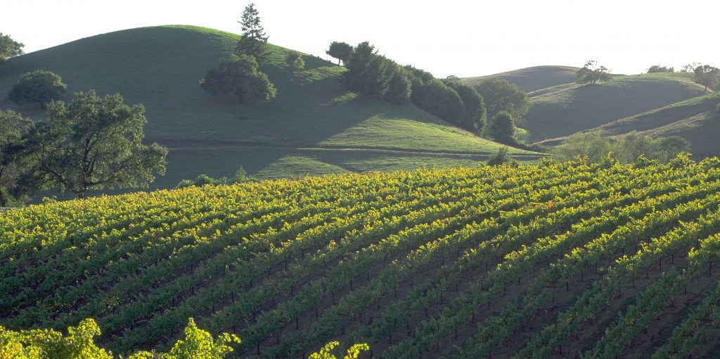sonoma-vineyard image from http://goo.gl/Tgn3pV