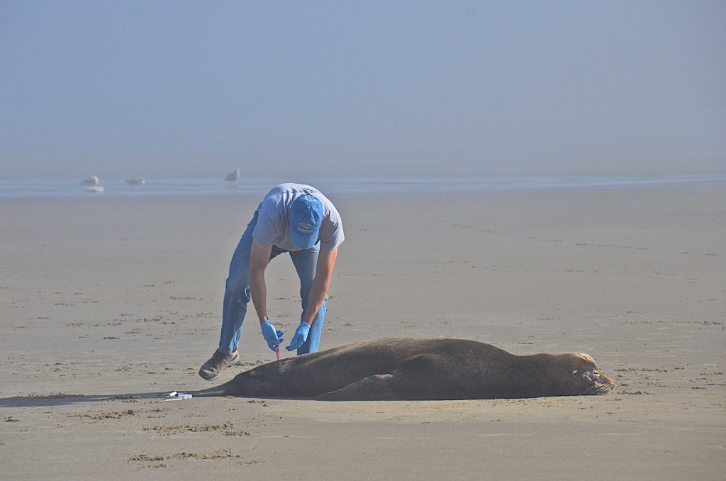 Vet attending to a sick seal on the beach, Newport, Oregon