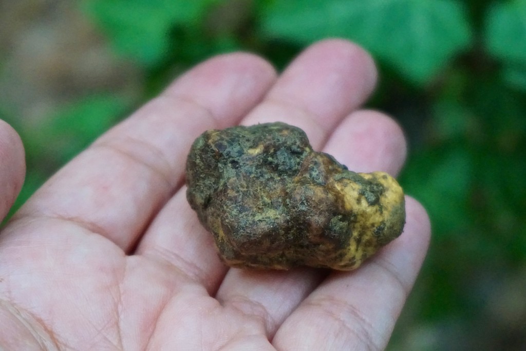 Th elusice white truffle, Certaldo, Tuscany