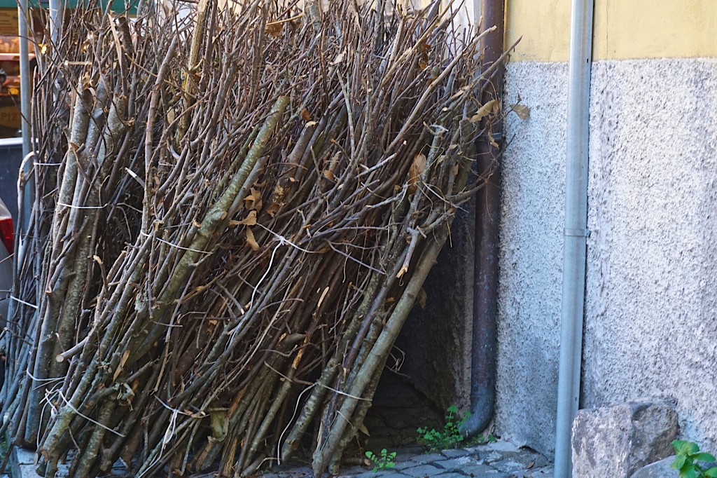 Chestnut branches in Frascati