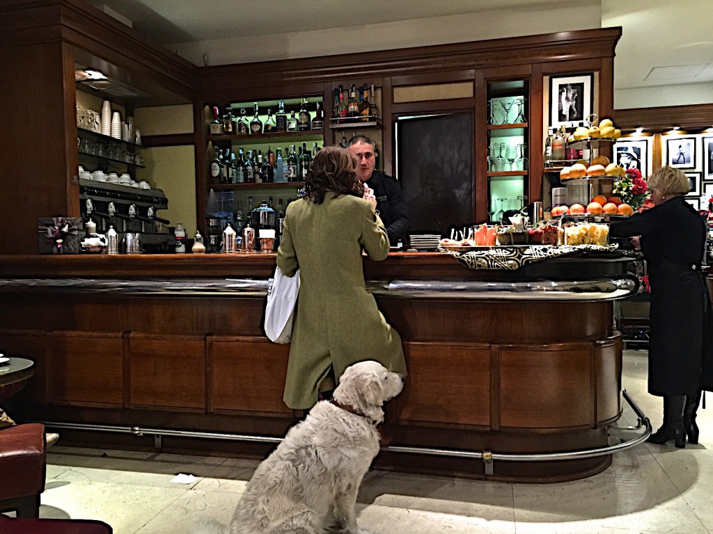 Cafe giacosa roberto cavalli, florence, Aperitivo hour, doggies welcome