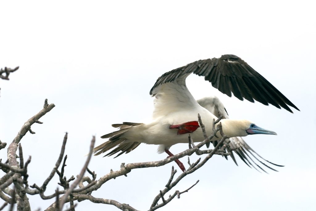 The red-footed booby is the most abundant of the three booby species on the islands with an estimated 250,000 breeding pairs. Although it is the most abundant of the three, it is the least observed.