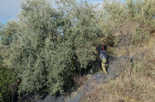 Hand harvestin an olive tree