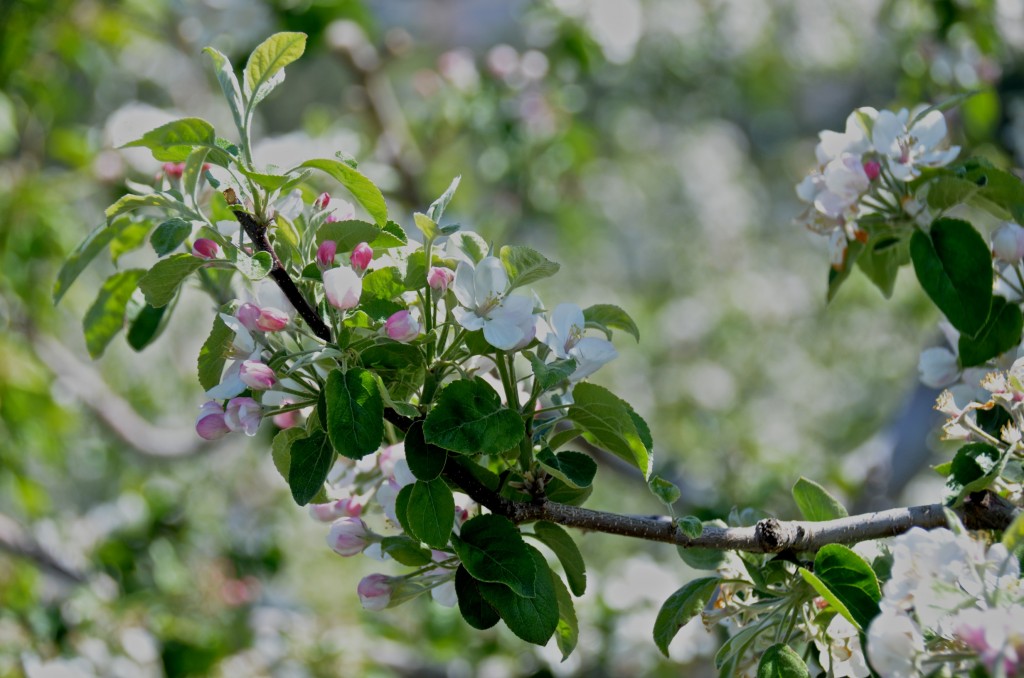 Spring in the orchards