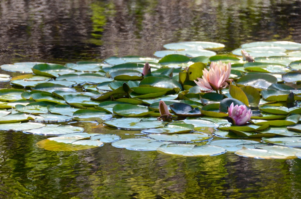 Water lilies at Liquidity winery