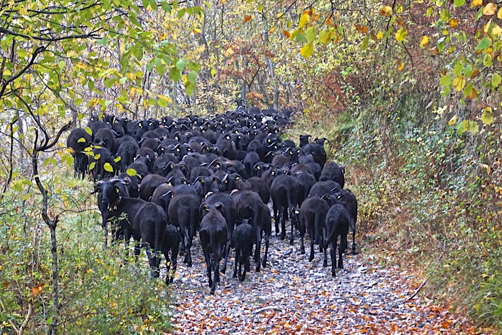 Herding the black sheep up the mountain