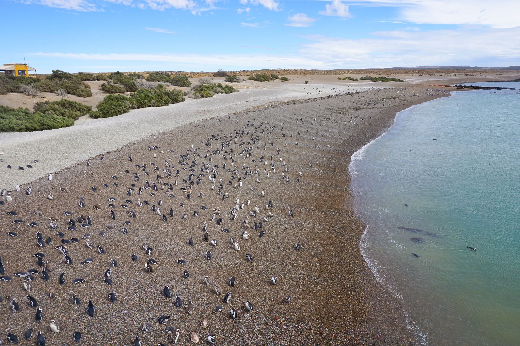 Magellanic penguins, Punta Tombo National Reserve (Photo: oliveoilandlemons.com)